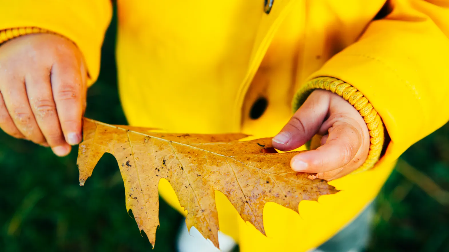 KDV - PG - blad - herfst - hand