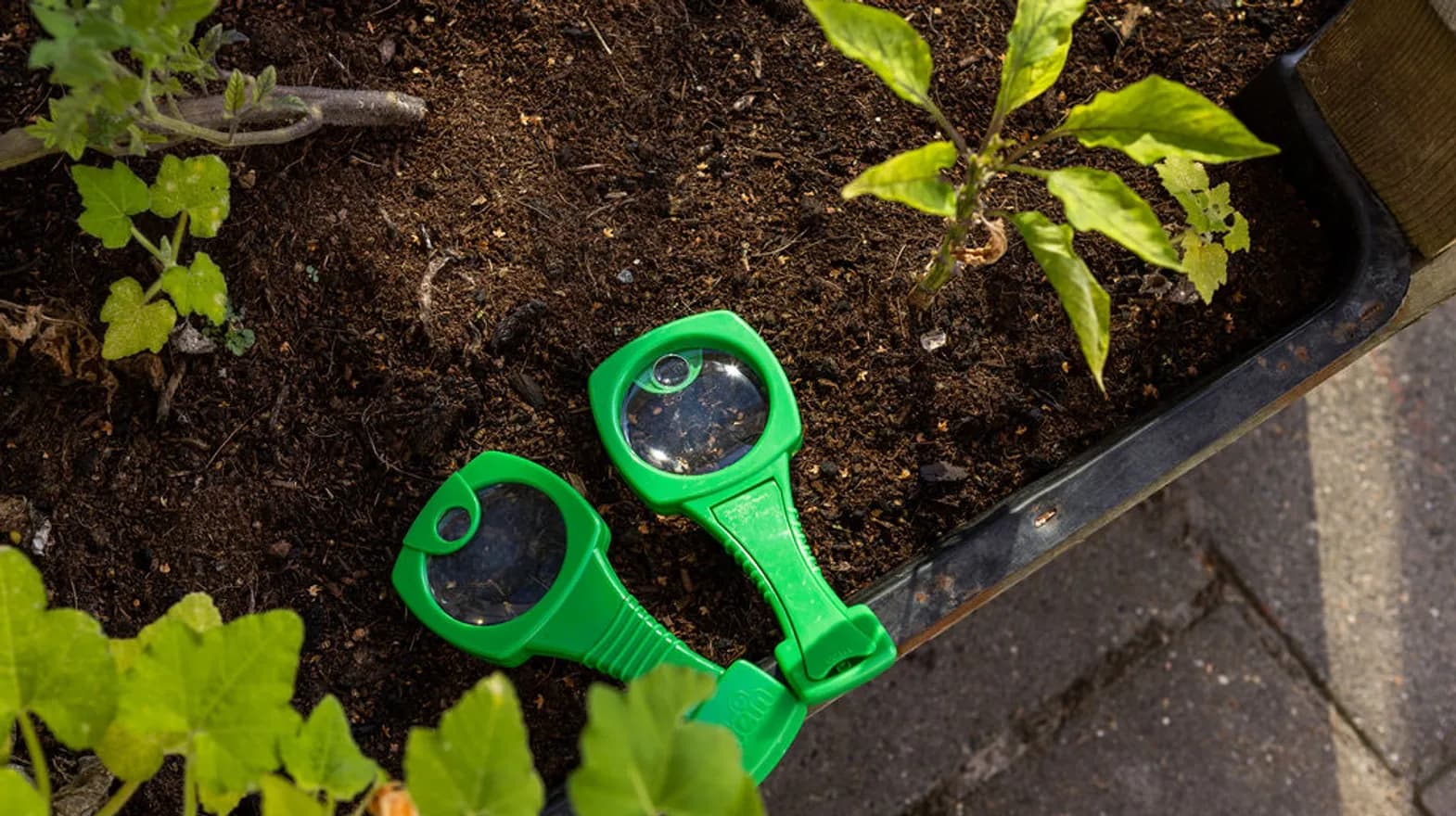 Twee vergrootglazen bij een plant van Kinderdagverblijf Vinkenrijk, kinderopvang Kind&co ludens