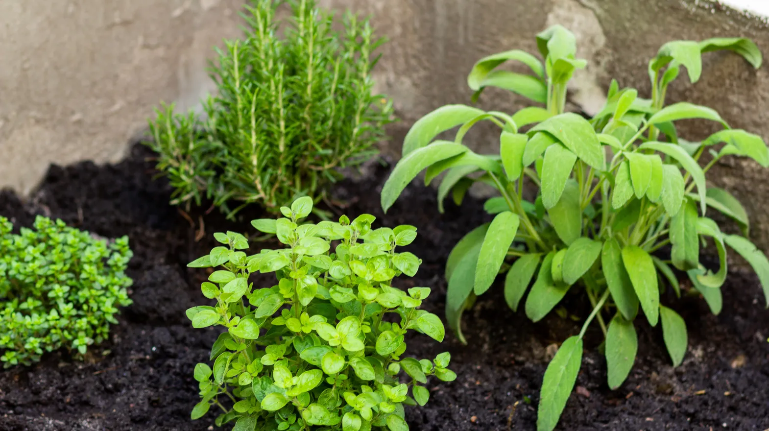 De moestuin van peuteropvang Marijntje, Kind&co ludens