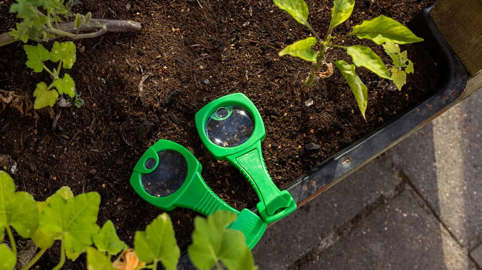 Twee vergrootglazen bij een plant van Kinderdagverblijf Vinkenrijk, kinderopvang Kind&co ludens
