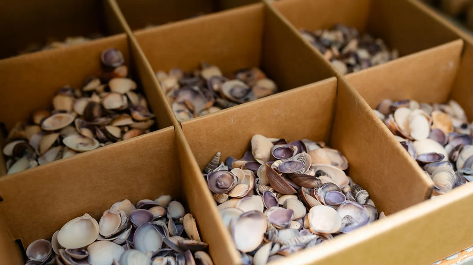 Een bak vol met schelpen bij buitenschoolse opvang Odin, Kind&co Ludens